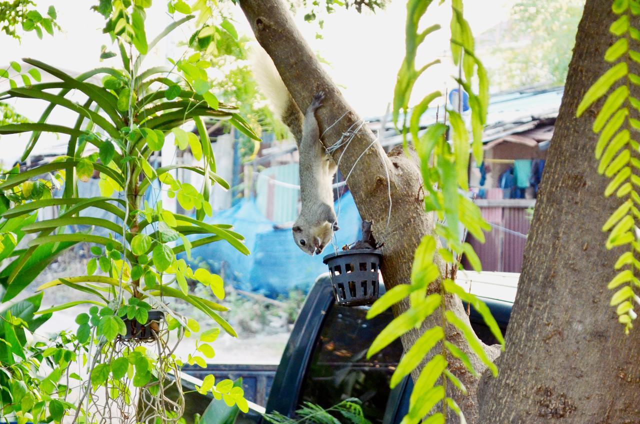Early Bird Hostel Ayutthaya Dış mekan fotoğraf
